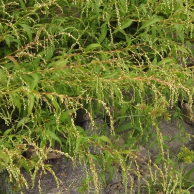 Persicaria hydropiper (Water Pepper) at Melba, ACT - 1 Apr 2023 by pinnaCLE