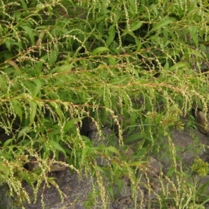 Persicaria hydropiper at Melba, ACT - 1 Apr 2023