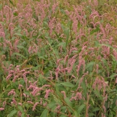 Persicaria lapathifolia (Pale Knotweed) at Melba, ACT - 1 Apr 2023 by pinnaCLE