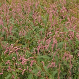 Persicaria lapathifolia at Melba, ACT - 1 Apr 2023