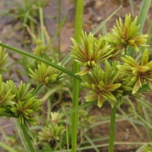 Cyperus eragrostis at Melba, ACT - 1 Apr 2023