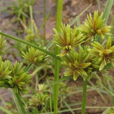 Cyperus eragrostis (Umbrella Sedge) at Melba, ACT - 1 Apr 2023 by pinnaCLE