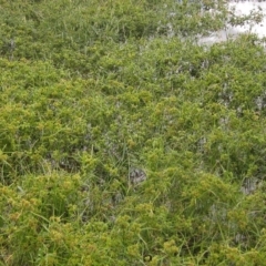 Cyperus eragrostis at Melba, ACT - 1 Apr 2023