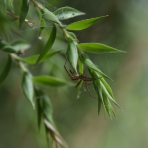 Oxyopes sp. (genus) at Greenleigh, NSW - 15 Jan 2023