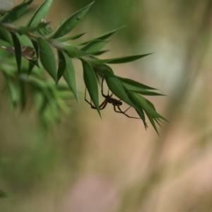 Oxyopes sp. (genus) at Greenleigh, NSW - 15 Jan 2023 11:41 AM