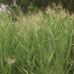 Phragmites australis (Common Reed) at Melba, ACT - 1 Apr 2023 by pinnaCLE