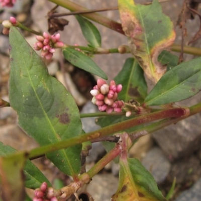 Persicaria decipiens (Slender Knotweed) at Melba, ACT - 1 Apr 2023 by pinnaCLE