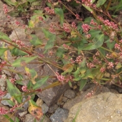 Persicaria decipiens at Melba, ACT - 1 Apr 2023 12:08 PM