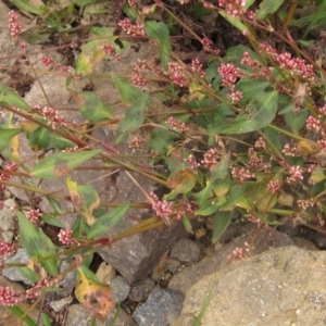 Persicaria decipiens at Melba, ACT - 1 Apr 2023 12:08 PM