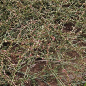 Polygonum aviculare at Flynn, ACT - 2 Apr 2023