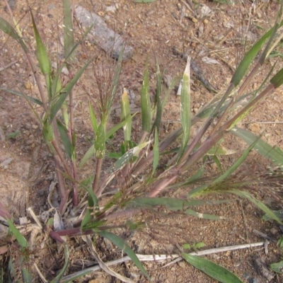 Panicum capillare/hillmanii (Exotic/Invasive Panic Grass) at Flynn, ACT - 2 Apr 2023 by pinnaCLE