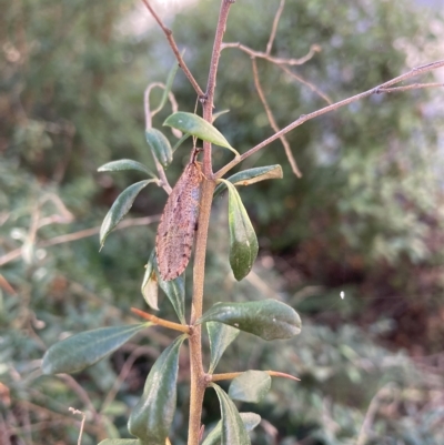 Stenosmylus tenuis (Osmylid lacewing) at Hackett, ACT - 18 Apr 2023 by waltraud