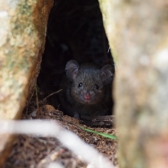 Mus musculus (House Mouse) at Legacy Park Woodland Reserve - 27 Apr 2023 by rbannister