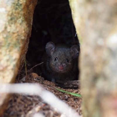 Mus musculus (House Mouse) at Legacy Park Woodland Reserve - 27 Apr 2023 by rbannister