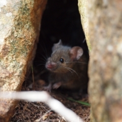 Mus musculus at Campbell, ACT - 27 Apr 2023 02:30 PM