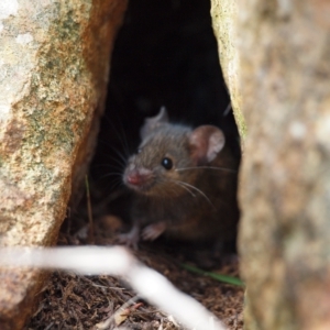 Mus musculus at Campbell, ACT - 27 Apr 2023 02:30 PM