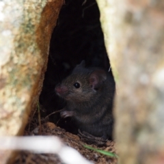 Mus musculus at Campbell, ACT - 27 Apr 2023