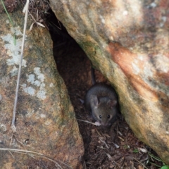 Mus musculus at Campbell, ACT - 27 Apr 2023