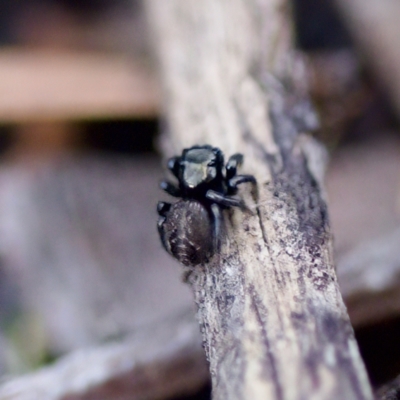 Unidentified Jumping or peacock spider (Salticidae) at Acton, ACT - 28 Apr 2023 by KorinneM