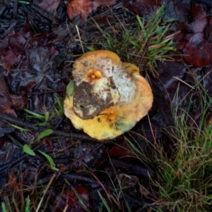 Boletus sp. at Bruce, ACT - 30 Apr 2023 04:36 PM