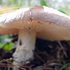 zz agaric (stem; gills white/cream) at Bruce, ACT - 30 Apr 2023 by PandaLemon