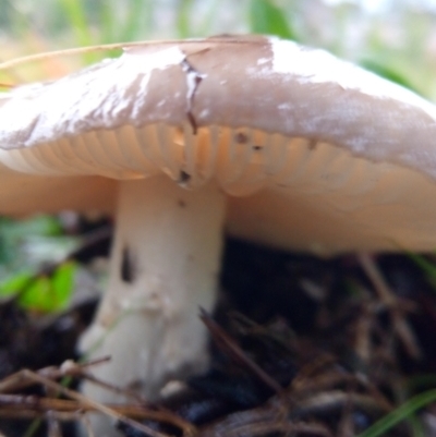 zz agaric (stem; gills white/cream) at Bruce, ACT - 30 Apr 2023 by PandaLemon