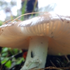 zz agaric (stem; gills white/cream) at Bruce, ACT - 30 Apr 2023 04:44 PM