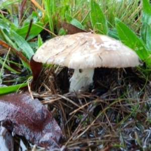 zz agaric (stem; gills white/cream) at Bruce, ACT - 30 Apr 2023 04:44 PM