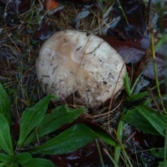 zz agaric (stem; gills white/cream) at Bruce, ACT - 30 Apr 2023 04:44 PM