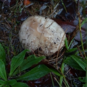 zz agaric (stem; gills white/cream) at Bruce, ACT - 30 Apr 2023 04:44 PM