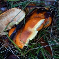 Gymnopilus junonius at Bruce, ACT - 30 Apr 2023 04:41 PM