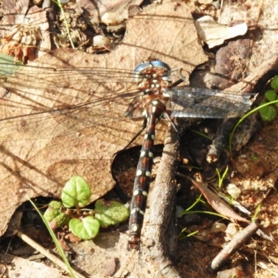 Austroaeschna pulchra (Forest Darner) at Tidbinbilla Nature Reserve - 27 Apr 2023 by JohnBundock