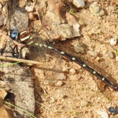 Austroaeschna pulchra at Paddys River, ACT - 27 Apr 2023