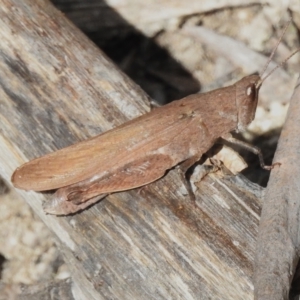 Goniaea opomaloides at Paddys River, ACT - 27 Apr 2023