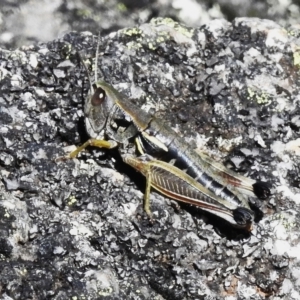 Kosciuscola cuneatus at Cotter River, ACT - 26 Apr 2023 01:06 PM