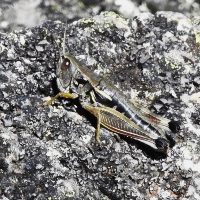 Kosciuscola cuneatus (A grasshopper) at Namadgi National Park - 26 Apr 2023 by JohnBundock