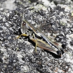Kosciuscola cuneatus (A grasshopper) at Cotter River, ACT - 26 Apr 2023 by JohnBundock