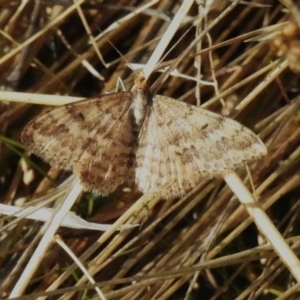 Scopula rubraria at Rendezvous Creek, ACT - 23 Apr 2023