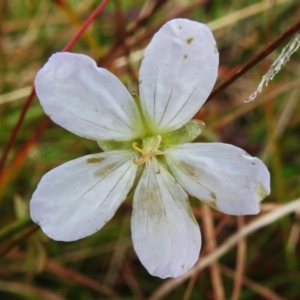 Geranium neglectum at Paddys River, ACT - 27 Apr 2023