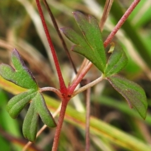 Geranium neglectum at Paddys River, ACT - 27 Apr 2023