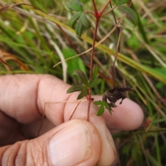 Geranium neglectum at Paddys River, ACT - 27 Apr 2023 01:15 PM