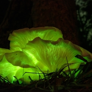 Omphalotus nidiformis at Penrose, NSW - 25 Apr 2023