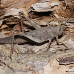 Valanga irregularis (Hedge Grasshopper) at Ormiston, QLD - 29 Apr 2023 by TimL