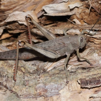 Valanga irregularis (Hedge Grasshopper) at Ormiston, QLD - 29 Apr 2023 by TimL