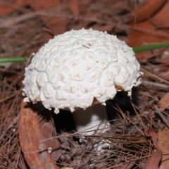 Amanita sp. (Amanita sp.) at Alexandra Hills, QLD - 23 Apr 2023 by TimL