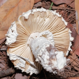 Amanita sp. at Alexandra Hills, QLD - 23 Apr 2023 09:55 AM