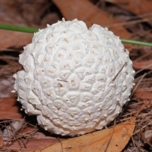 Amanita sp. at Alexandra Hills, QLD - 23 Apr 2023 09:55 AM