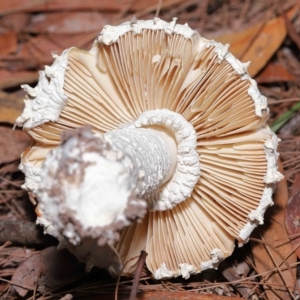 Amanita sp. at Alexandra Hills, QLD - 23 Apr 2023 09:55 AM