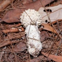 Amanita sp. at Alexandra Hills, QLD - 23 Apr 2023 09:55 AM