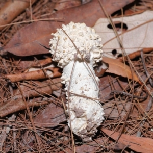 Amanita sp. at Alexandra Hills, QLD - 23 Apr 2023 09:55 AM